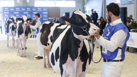 El ganado fris�n protagoniza en Moexmu un veterano concurso