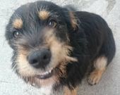 Patas es uno de los paseantes.