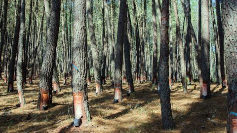 Montes con pinos en cuyos troncos se ve la perforaci�n realizada para extraer resina.