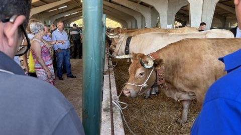 En O Castro de Caldelas pueden verse cabezas de ganado de rubia gallega, vianesa y caldel�.