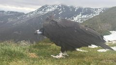 El buitre negro, una especie poco comn en Galicia, fue liberado en las montaas de Os Ancares, entre Lugo y Len