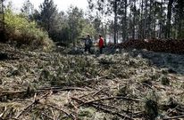 El presidente de la comunidad de Trasma�� indica el lugar donde se halla una m�moa.
