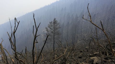 Restos carbonizados en la plantacin de pinos que haba junto a la aldea de Vilar do Courel