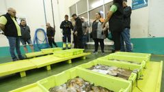 Subasta de pulpo en Burela