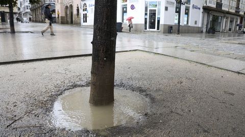 Alcorque inundado de uno de los tilos de la plaza de Armas.