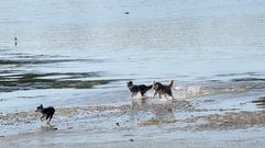 Perros en una playa gallega