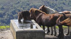 Caballos en un abrevadero del Collado Fancuaya, en Yernes y Tameza