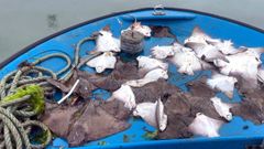 Ouxas capturadas en los bancos marisqueros de Carril a mediados de julio del 2025