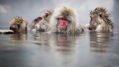 Un grupo de monos en unas aguas termales de Jap�n