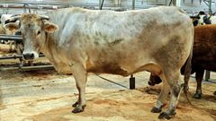 Esta vaca mestiza fue vendida el martes en Silleda por 8.405 euros