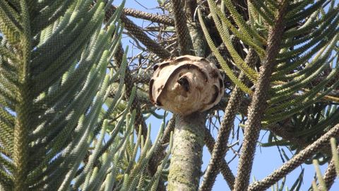 Nido de avispa asi�tica localizado en el acceso a la playa de Borizu (Llanes)