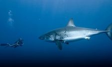 Los tiburones son unos de los depredadores m�s temidos y desconocidos de los oc�anos.