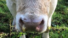 Vaca de una explotaci�n del municipio de Guitiriz afectada por la EHE