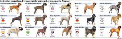Animales considerados potencialmente peligrosos por la Xunta