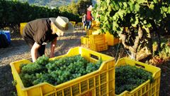 Inicio de la vendimia en las bodegas Godeval