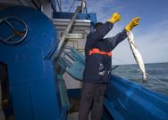 Cuando los marineros recogen el palangre, las caellas comen parte de las merluzas que pescan.