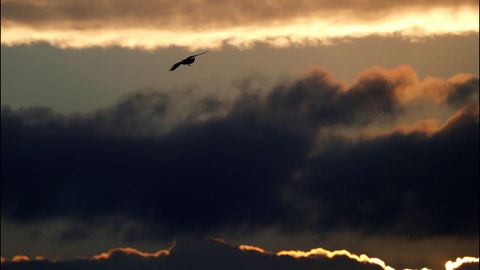Un �guila ratonera vuela entre las nubes, cerca de Ciudad del Cabo, en Sud�frica