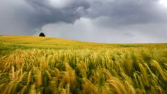 El �lbum del d�a