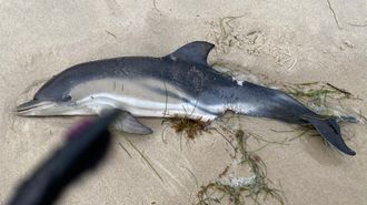 Imagen de un cetáceo que varó en la playa de Llas, en Foz, el pasado mes de julio