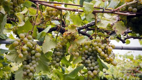 Uvas en un vi�edo en la comarca pontevedresa