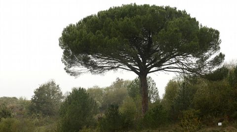 Un pino en A Bastida, en el término municipal de Monforte