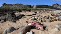 Un delf�n varado en la playa de Baro�a