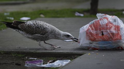Una gaviota, comiendo la basura desperdigada por las calles de A Coru�a