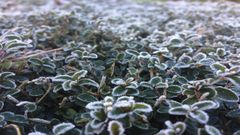 Imagen de la helada en Asturias