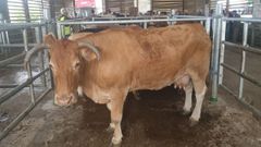 Animales reunidos este s�bado en Gont�n (Abad�n), adonde son llevados dos d�as al mes 