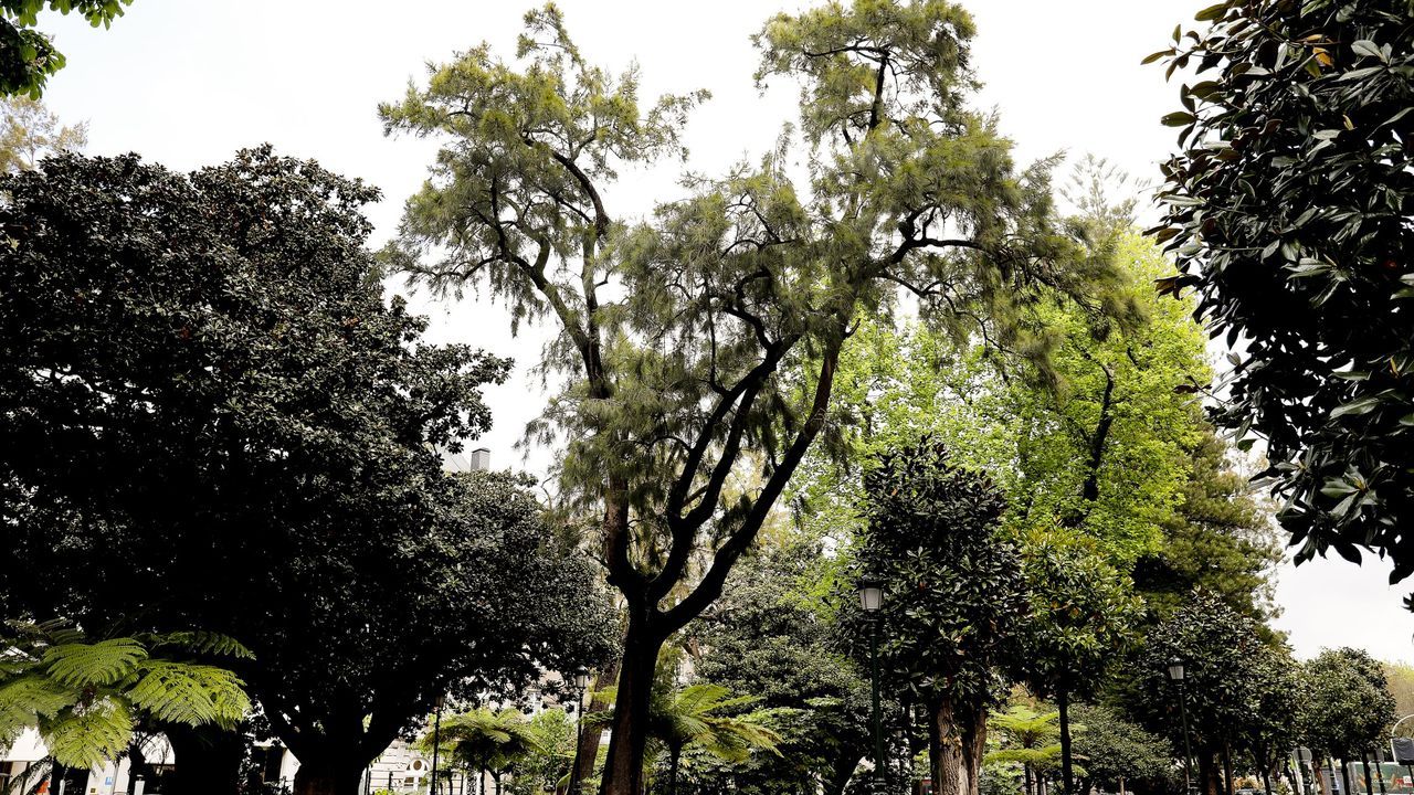 La Alameda merece oficializar más «árbores senlleiras»