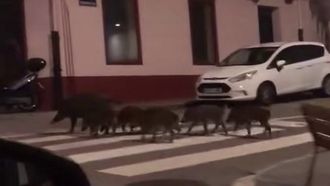 Paseo nocturno de una familia de jabales por Historiador Veda