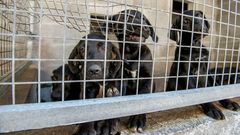 No llevar chip: 5.000 euros de multa