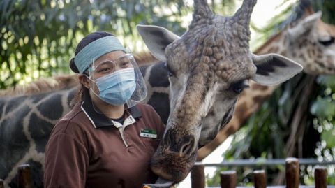 Un trabajador del zoo de Singapur; que reabr�a hoy con todos los protocolos de protecci�n contra el covid