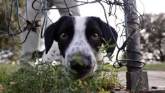 Un perro saca la cabeza a travs de un agujero en la verja del parque canino deO Bertn en Ferrol.