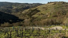 Parte alta de la ribera de Portiz�, en primer t�rmino, donde se plantar� el vi�edo