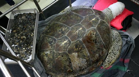 La operaci�n de la tortuga que se trag� 915 monedas