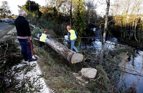 Los operarios cortan los troncos de eucalipto junto al r�o para retirarlos en camiones.