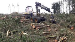 La ordenanza afectar� a las talas para venta y no para autoconsumo