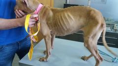 Aspecto de un perro sometido a una delgadez extrema por maltrato animal