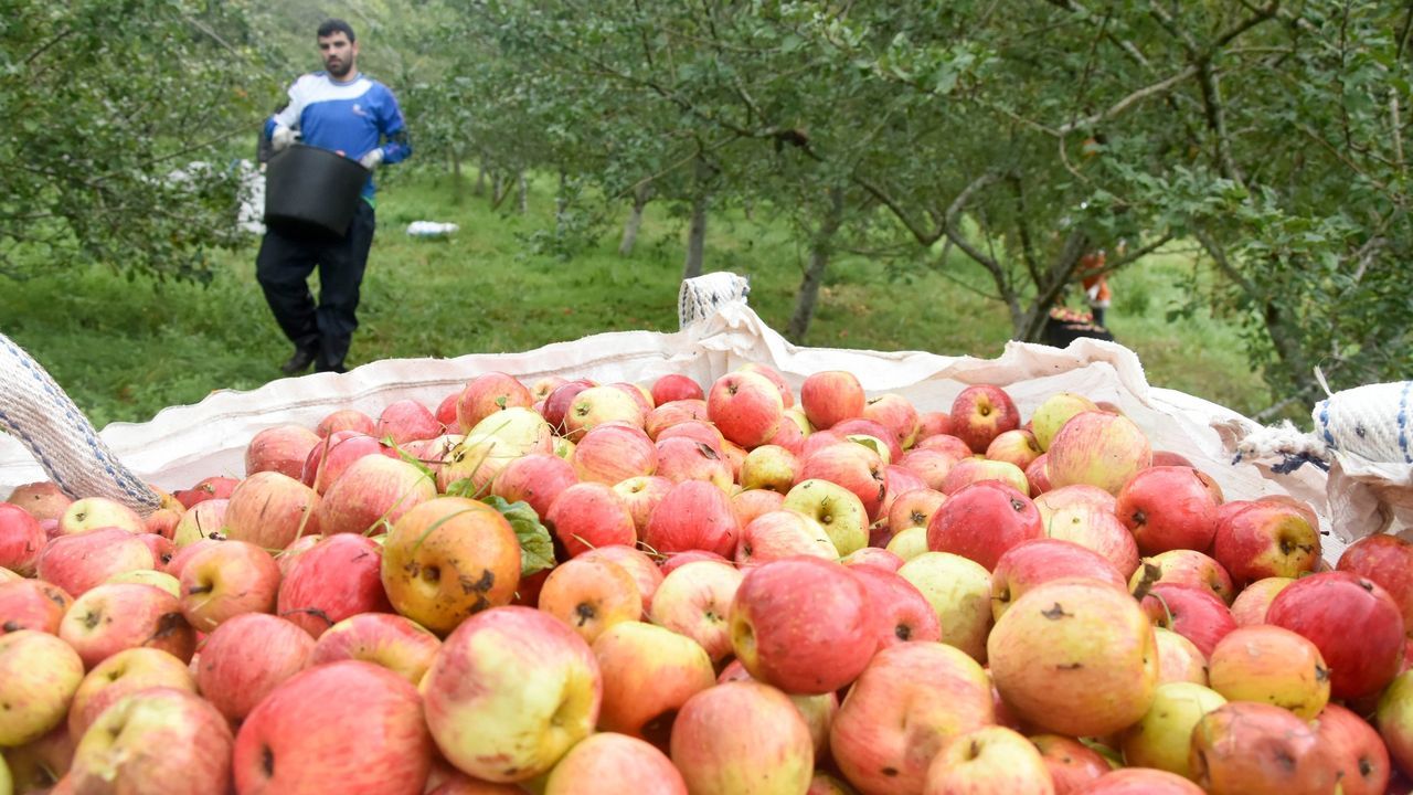 A Estrada pierde 300 toneladas de manzana sin un centro transformador