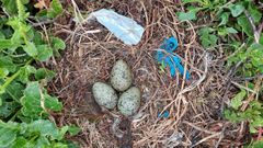 Nido de gaviota patiamarilla con pl�sticos 