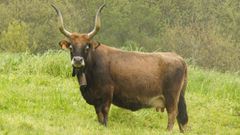 Imagen de Moria, que falleci� en invierno con 24 a�os (era la vaca m�s longeva de Galicia)