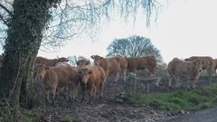 Ganado vacuno en la parroquia de Nodar, una de las m�s importantes en el proyecto de permuta de tierras agrarias.