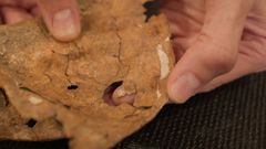 Imagen del orificio producido por la lanza de madera en el om�plato