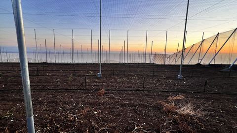 Finca de pltanos sobre la lava, en construccin