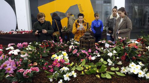 Exposicin da Camelia Sasanqua e Outras Especies del 2019 en Boiro