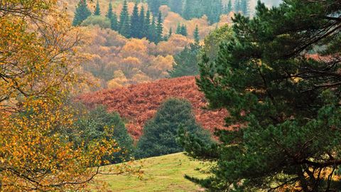 Bidueiral de Montederramo, en las laderas de la sierra de San Mamede (Ourense).