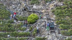 Vendimia en una vi�a de Doade (Sober) el 9 de septiembre del 2021