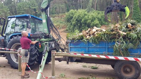 Retirada de las ramas del eucalipto que cay� sobre los campistas de las C�es.