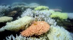 Fotografa de archivo facilitada por el Instituto Australiano de Ciencia Marina que muestra un arrecife de coral en el Parque Marino de la Gran Barrera de Coral en Queensland (Australia)